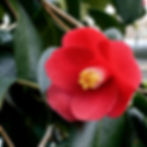 A vibrant red camellia with a yellow center blooms amid lush green leaves, conveying a serene and natural mood.