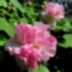 Pink and white confederate rose flowers in full bloom with lush green leaves in the background, creating a vibrant and serene garden scene.
