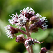 Close-up of a cluster of purple and white butterbur flowers with green blurred background. The petals are delicate, creating a serene mood.