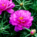Bright pink moss rose flowers with yellow centers among lush green foliage, showing water droplets and creating a vibrant, fresh mood.