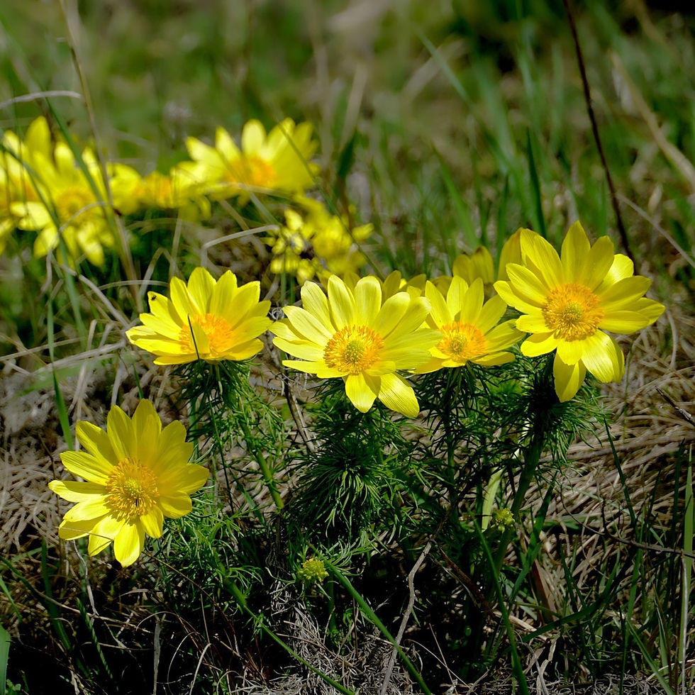 Bright yellow adonis flowers with green leaves fill the frame, creating a cheerful and vibrant spring display. No text visible.