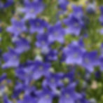 Purple balloon flowers bloom densely against green stems, creating a vibrant and lively garden scene.