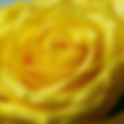 July 21st - The Yellow Rose