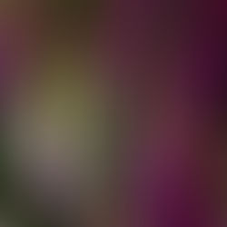 June 13th - The Foxglove