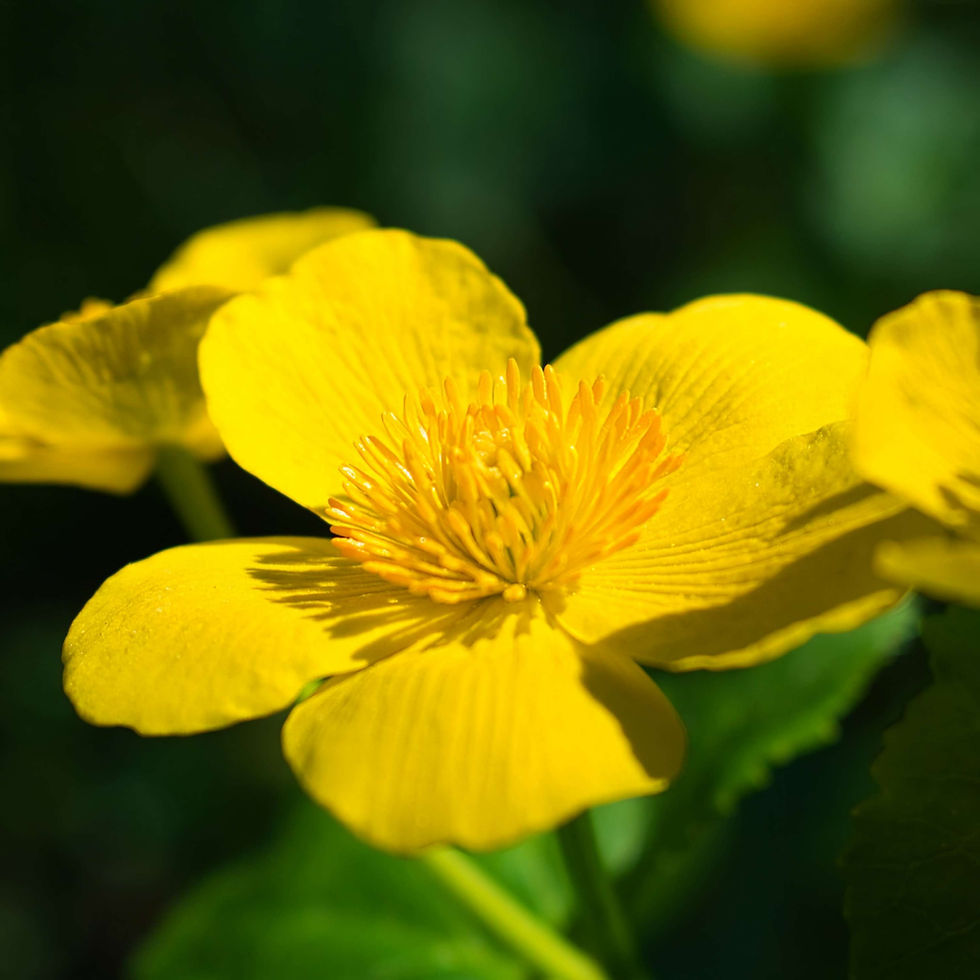 Bright yellow marsh marigold flower with detailed petals and stamen, set against a dark green blurred background, conveying a cheerful mood.