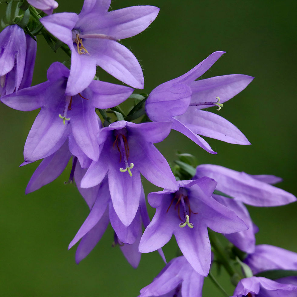Purple Campanula flowers with five petals hang from a green stem against a blurred green background, creating a serene and natural scene.