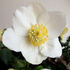 White Christmas Rose flower with a yellow center blooms against a blurred green and beige background. The petals are soft and delicate.