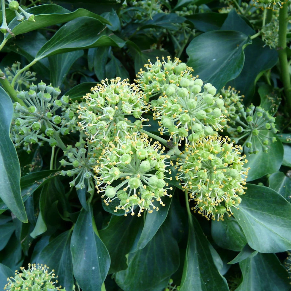 Close-up of green Boston ivy flower clusters with yellow stamens, surrounded by dark green leaves, creating a lush natural background.