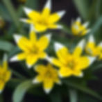 Bright yellow late tulip flowers with white tips bloom among green leaves, creating a vibrant contrast in a natural setting.