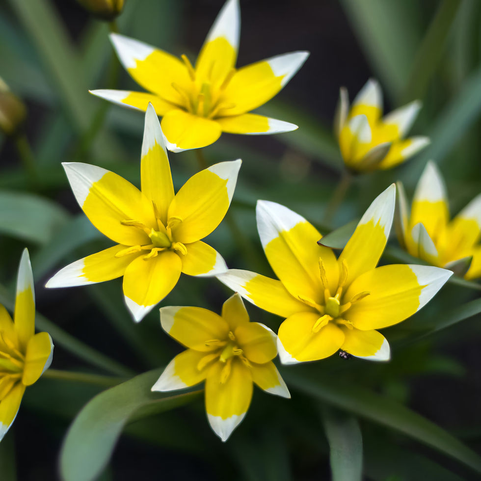 May 17th - The Late Tulip