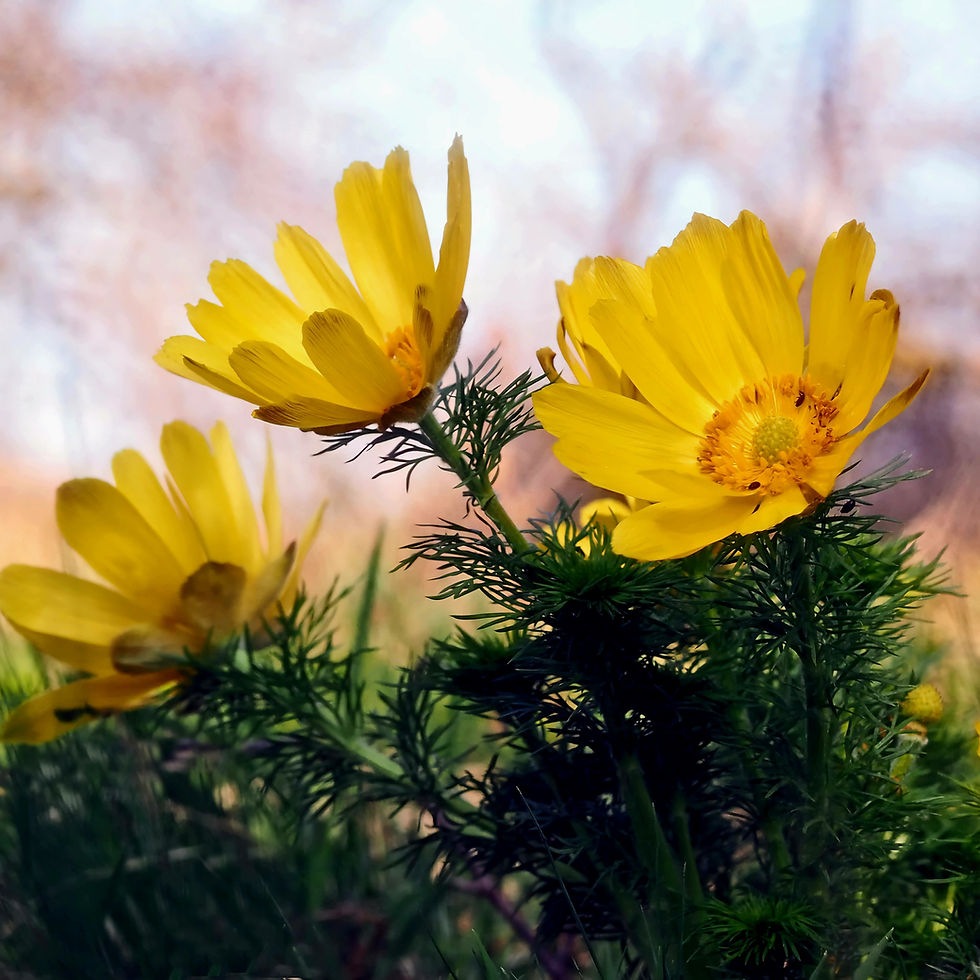 Yellow adonis flowers bloom in a grassy field, set against a blurred background with soft light. The image evokes a sense of tranquility.