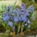 Clusters of vibrant blue scilla flowers with green leaves grow from soil, surrounded by moss. The background is a soft blur of greenery.