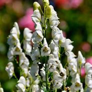 July 19th - The Aconite