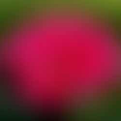 June 28th - The Geranium