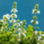 White flowering basil plants with lush green leaves against a blue background, highlighting nature's fresh, vibrant beauty.