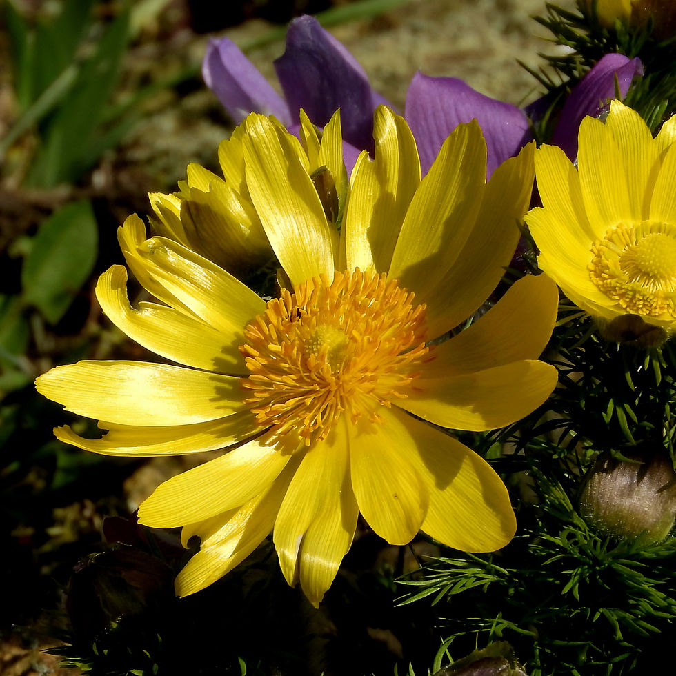 Close-up of bright yellow adonis flowers with delicate petals and a deep orange center, set against a background of purple blooms and green leaves.