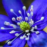 January 5th - The Hepatica