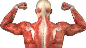 The link between muscle mass and energy expenditure