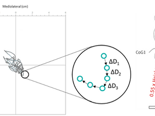What is (really) the importance of Balance Assessment and Training?