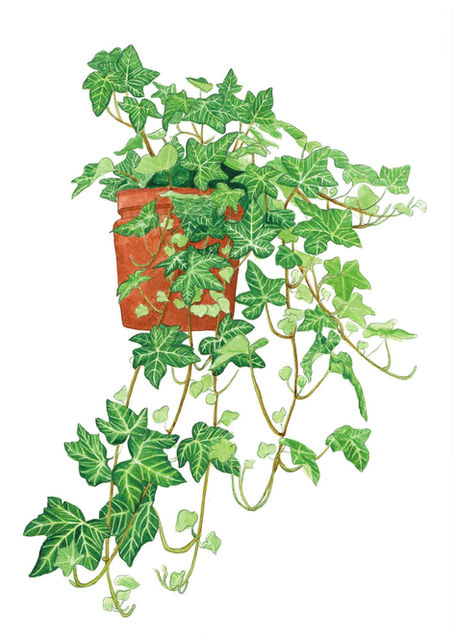 Full Colour Ink Painting of Ivy