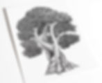Detailed black Ink Illustration of a Rowan Tree on white paper