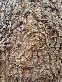 Bark Texture 10