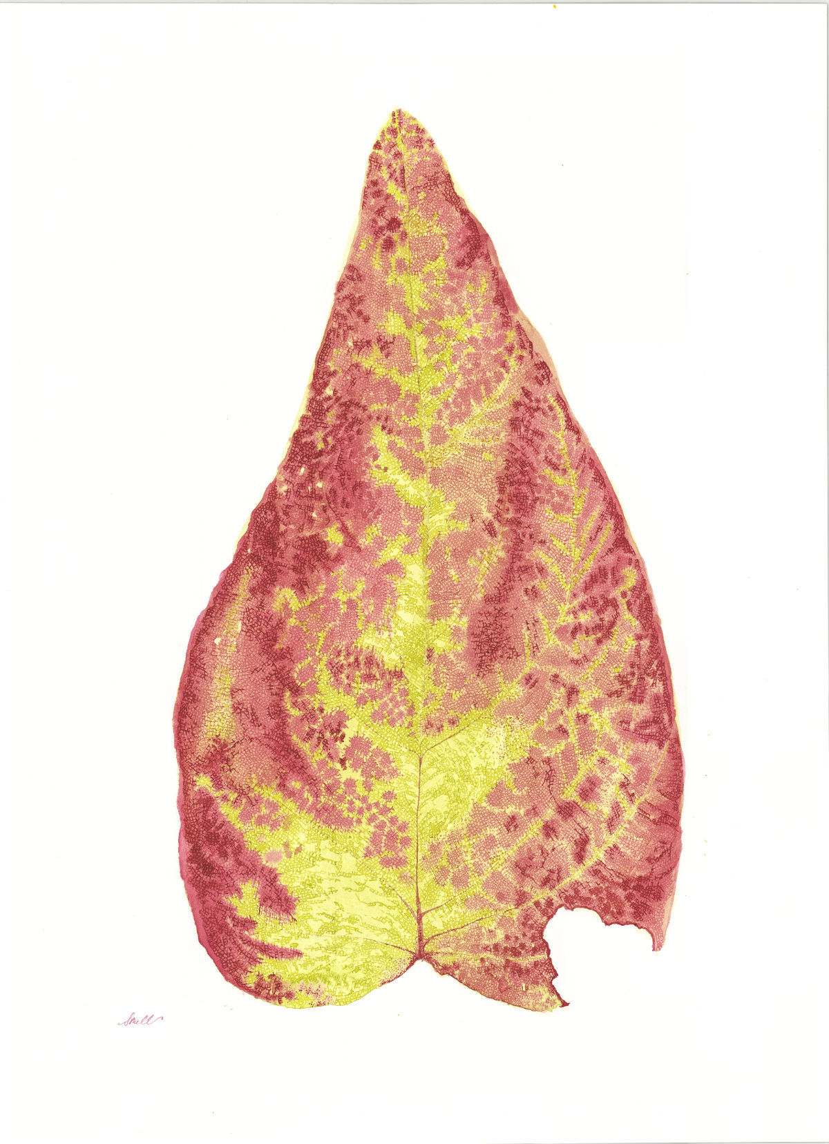 Look at This Leaf!