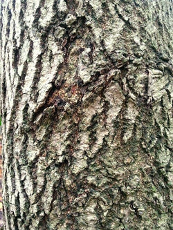 Bark Texture 1