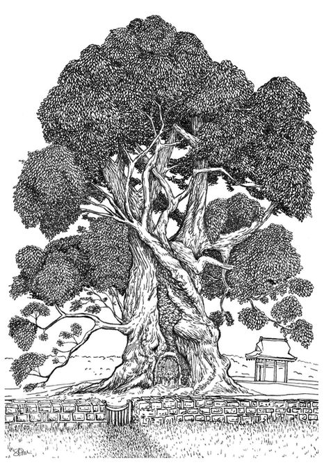 Mystic Japanese Camphor Tree Illustration