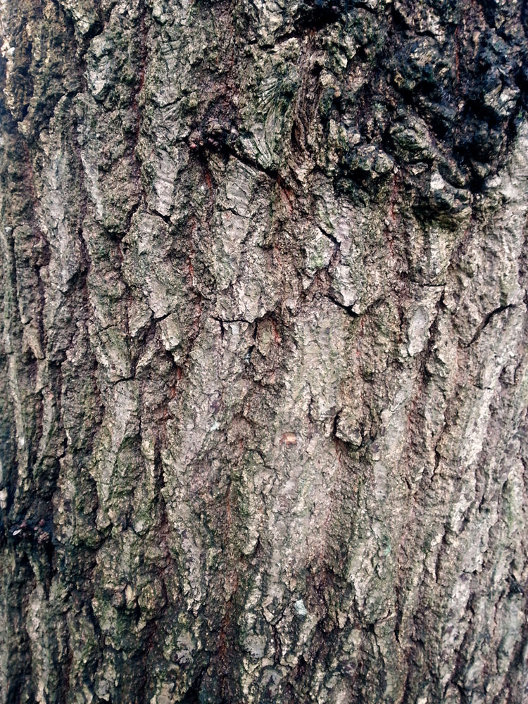 Free Bark Texture 9