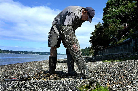 1Oyster Seeding project2025.jpg