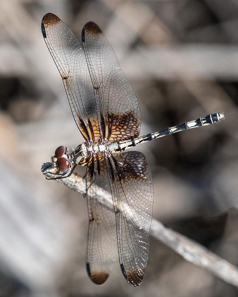 F2 Dragonfly