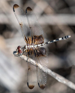F2 Dragonfly
