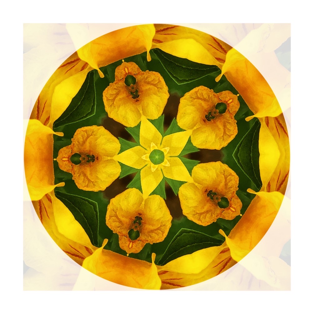 F1 Esperanza-Mandala