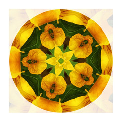 F1 Esperanza-Mandala