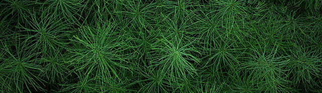 15-20-25 Poinsettia Finisher - Jack's Professional ...