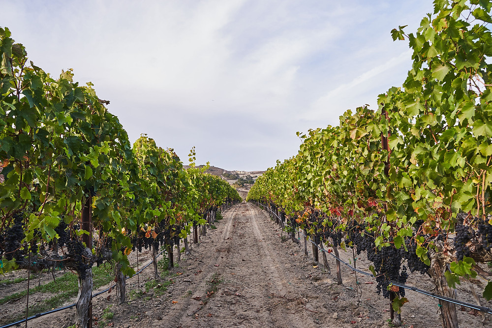 California's Melville Winery vineyards in the Sta. Rita Hills AVA