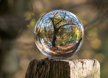 Bulle_forêt_pexels-photo-235615.jpeg