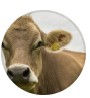 KI-Tools DairyTalk
