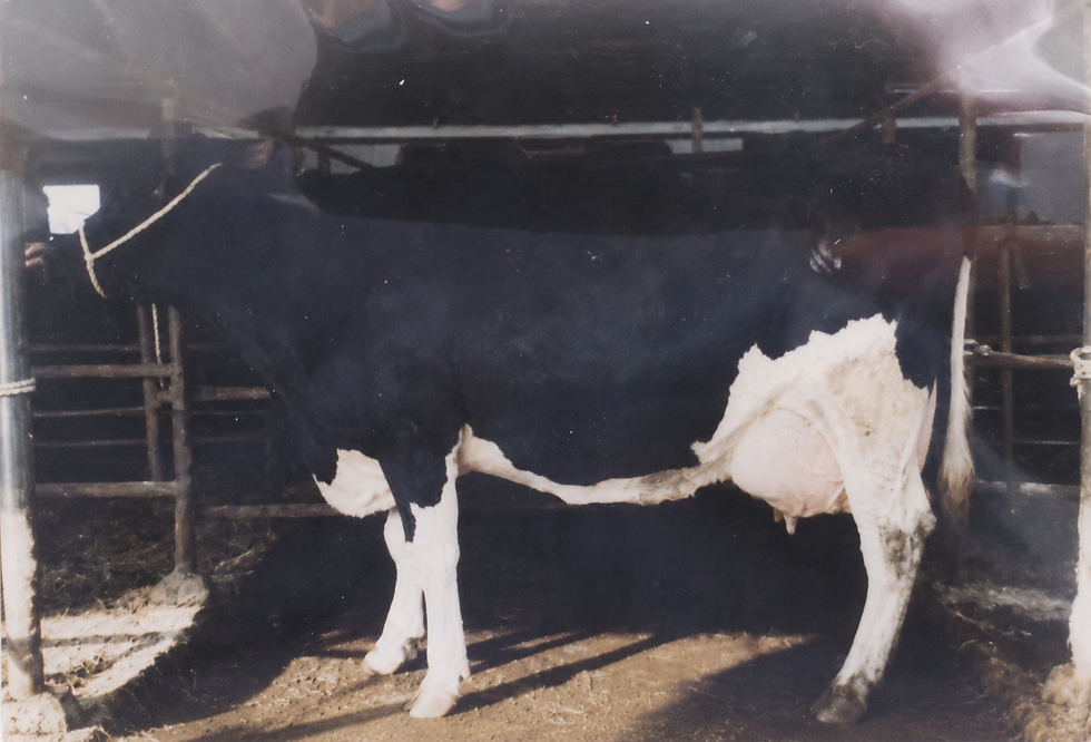 Holstein Kuh Marlene Demmelhuber Oberbayern