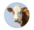 KI-Tools DairyTalk