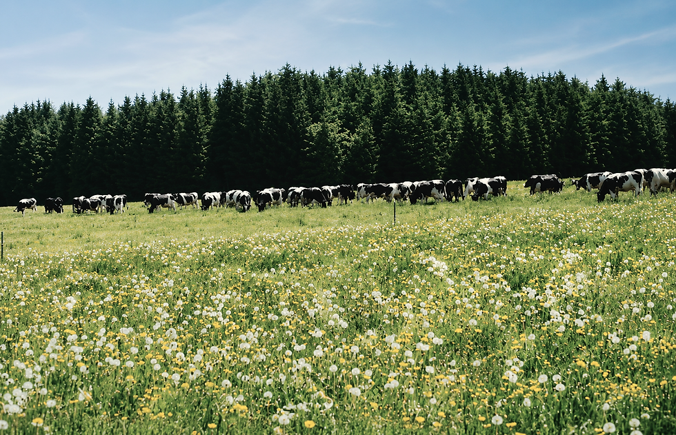 Holstein Herde Demmelhuber Oberbayern