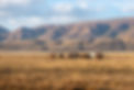 Altai Belt