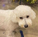 White fluffy dog on a leash
