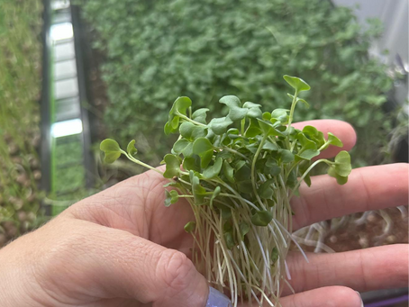 Sustainable Living: How Microgreens Benefit the Environment