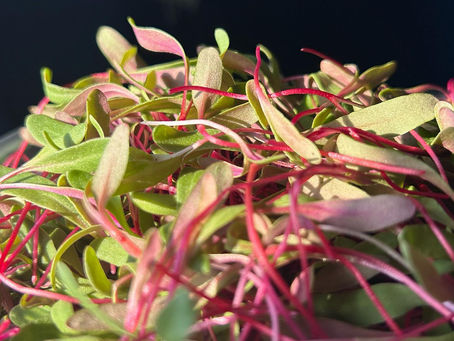 Health AND Convenience: The Benefits of a Microgreen Delivery Service