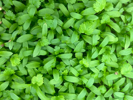 Microgreens vs. Sprouts: What's the Difference?