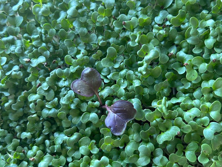 The Ultimate Guide to Micro Green Delivery: Freshness and Health Delivered to Your Doorstep