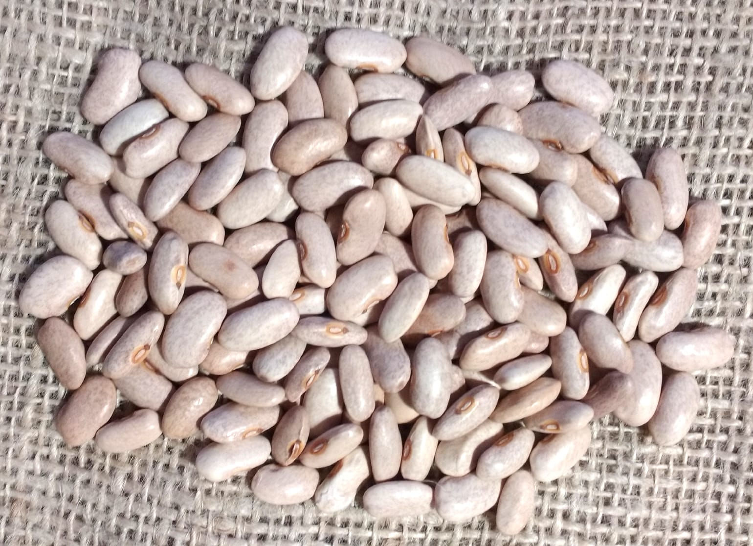 Dinah's Climbing Blue Bean - Phaseolus Vulgaris