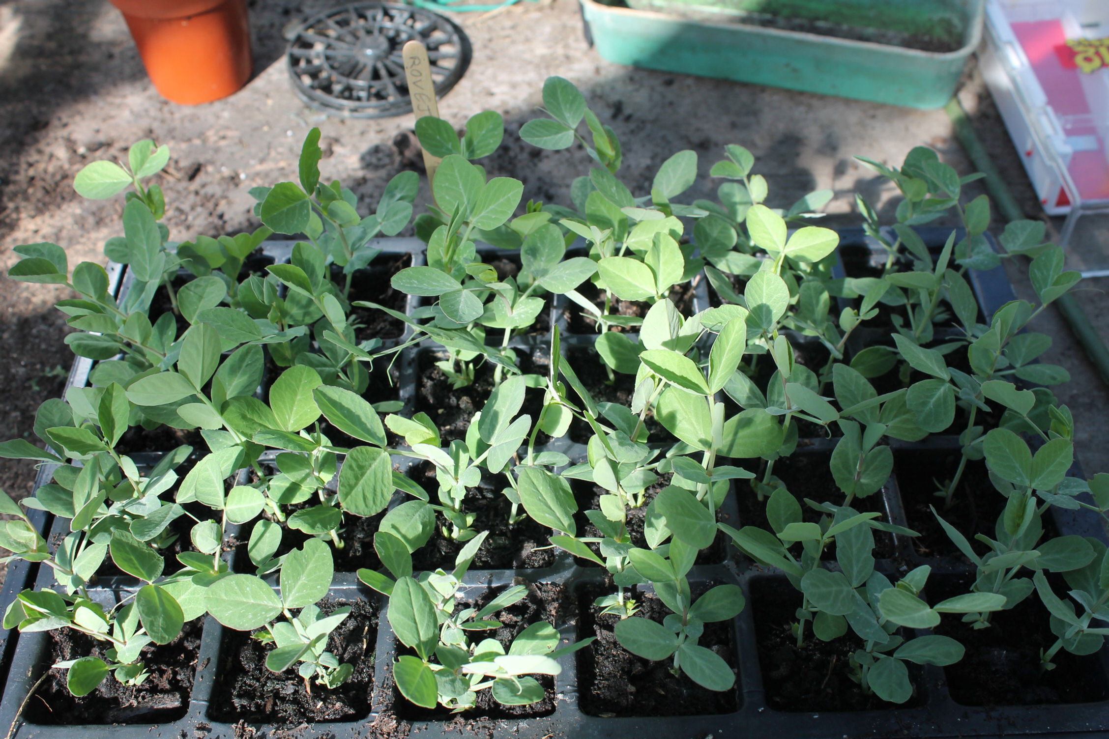 Mr Bounds Pea - Pisum Sativum